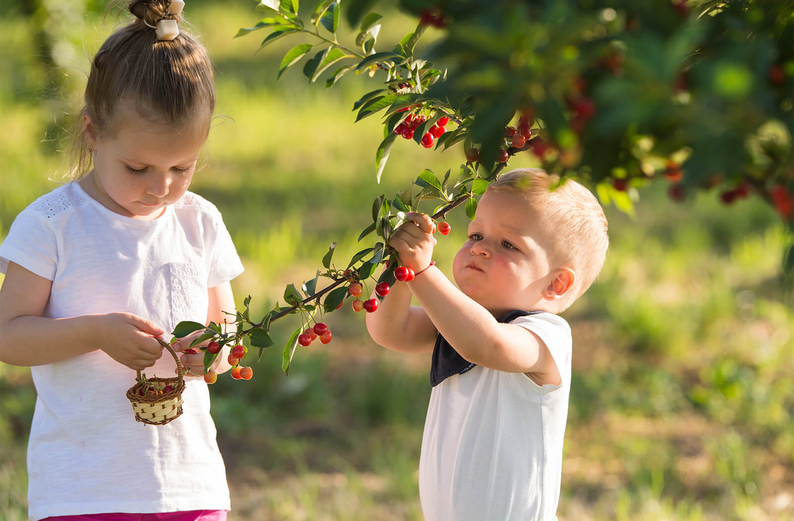 Kids picking cherries outdoors
